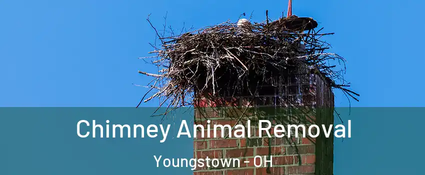  Chimney Animal Removal Youngstown - OH