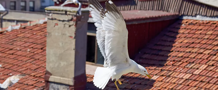 Residential Chimney Animal Removal Solution in Youngstown, OH