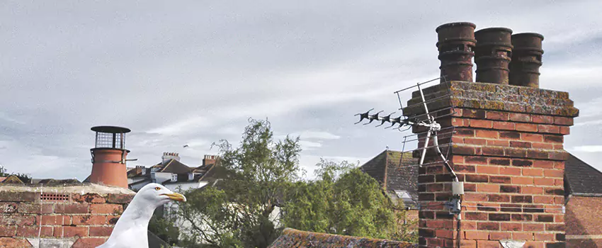 Chimney Cleaning And Restoration in Youngstown, Ohio